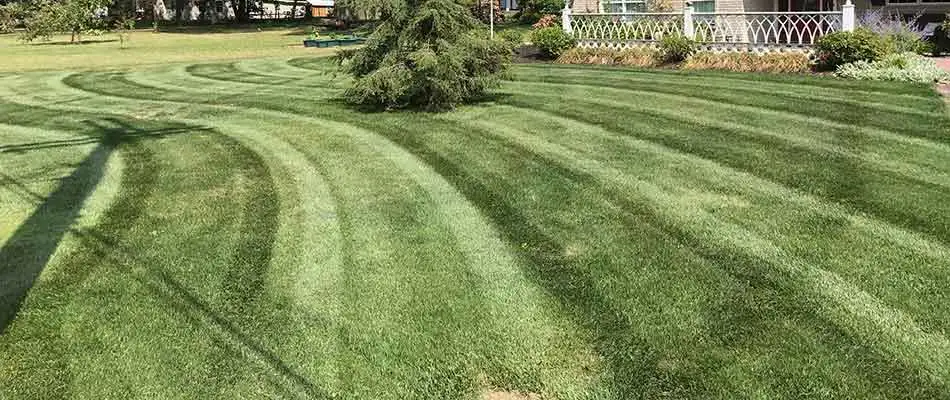 A well-fertilized lawn in Conneaut, OH.