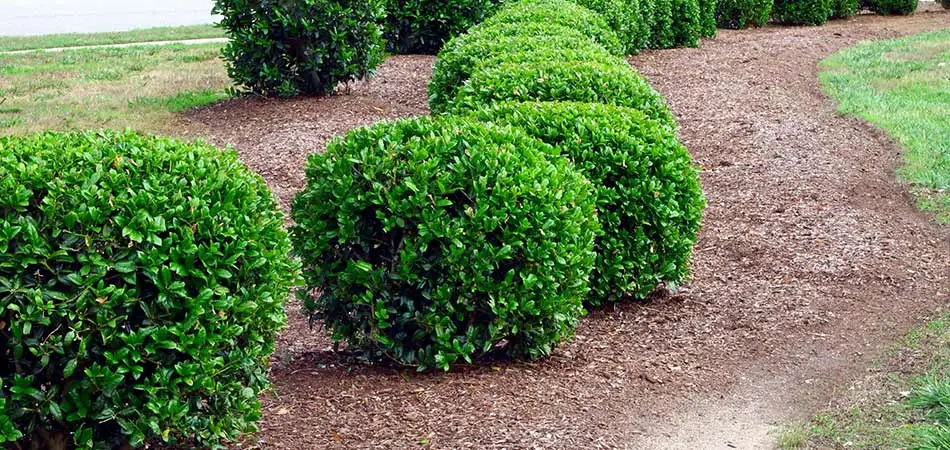 Weed control helps landscaping beds in Geneva, OH stay clear.