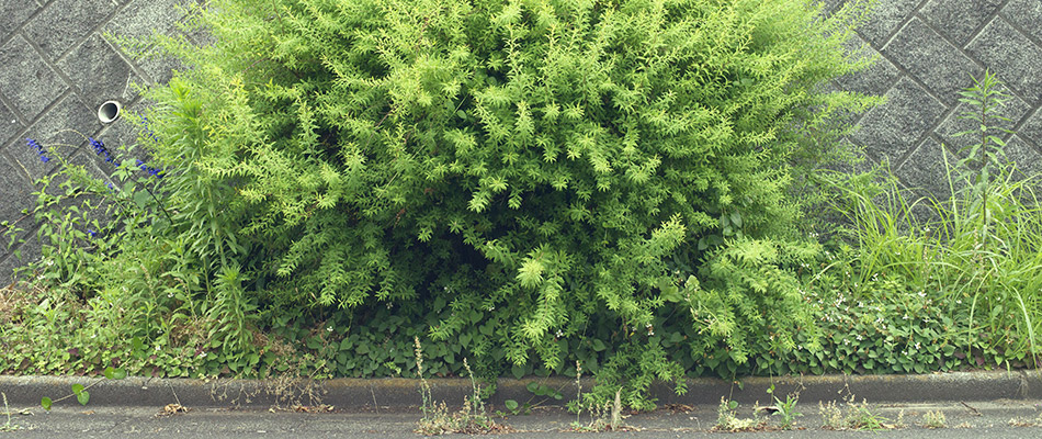 This commercial property in Geneva is in need of vegetative control services.