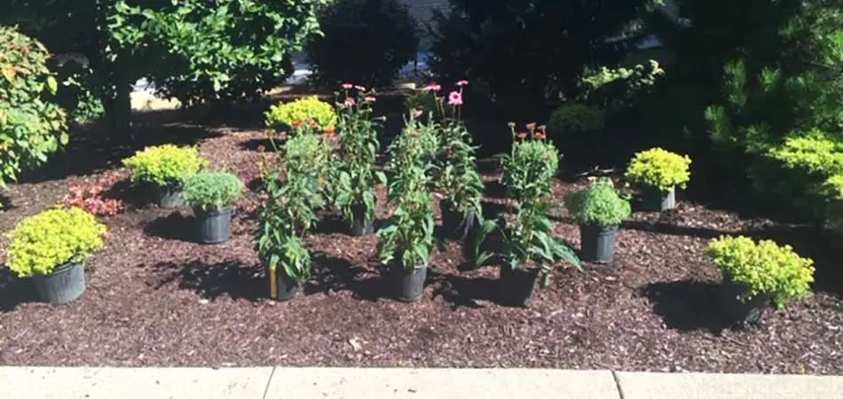 Boxwoods, Holly, and Wild Geraniums are some of the plants we typically install in Conneaut.